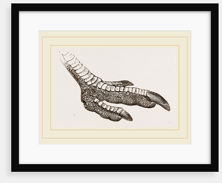 Foot of Rhea by Anonymous
