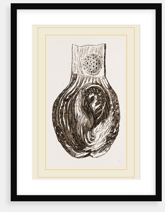 Stomach of Nanclu by Anonymous