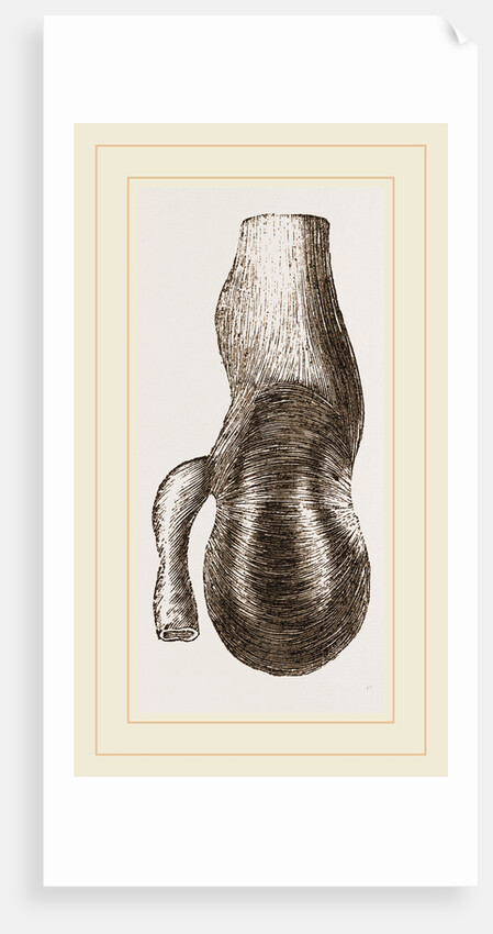 Stomach of Nanclu by Anonymous