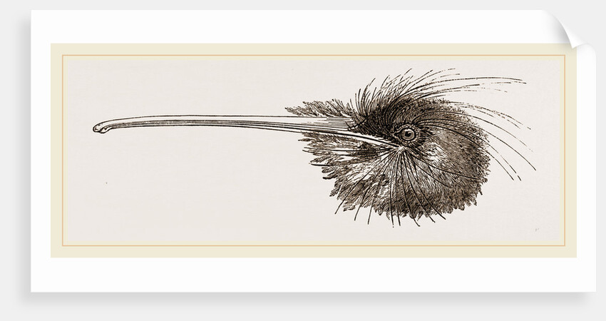 Bill of Apteryx by Anonymous