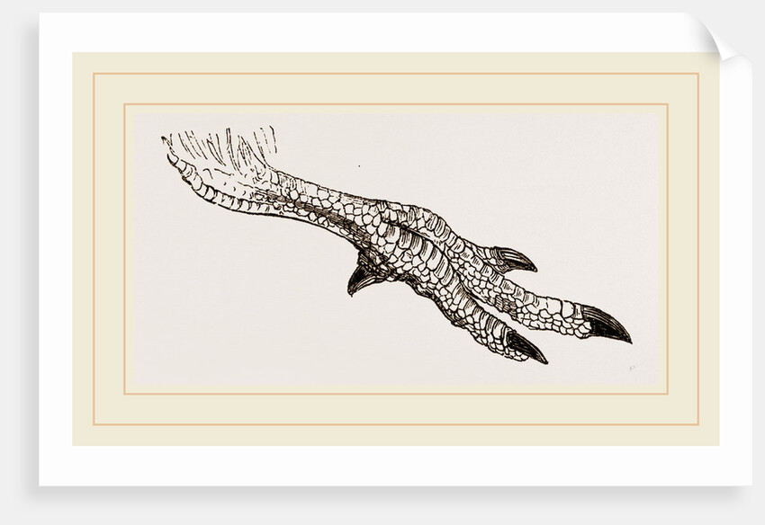 Foot of Apteryx by Anonymous