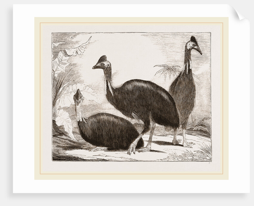 Cassowaries by Anonymous