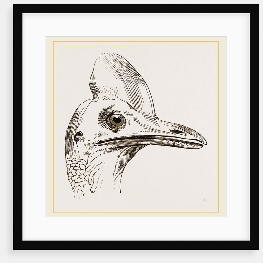 Head of Cassowary by Anonymous