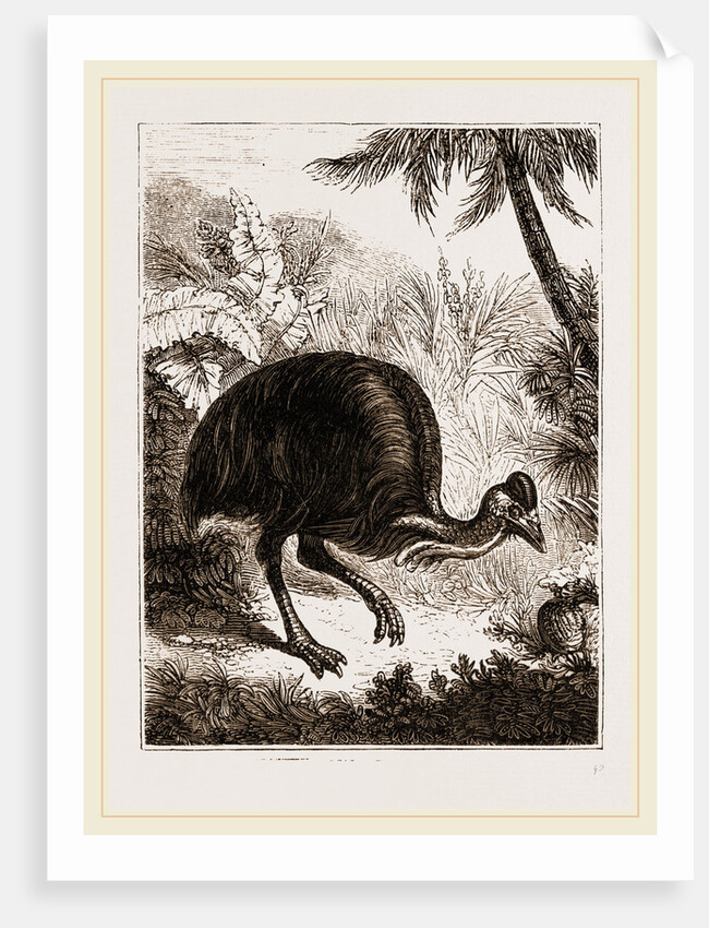 Cassowary by Anonymous