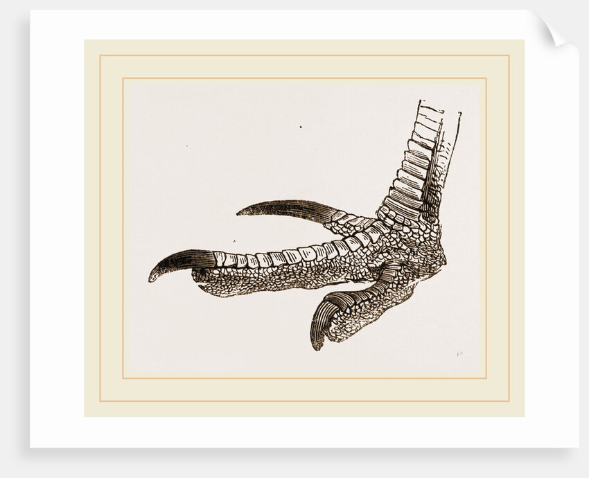 Foot of Cassowary by Anonymous