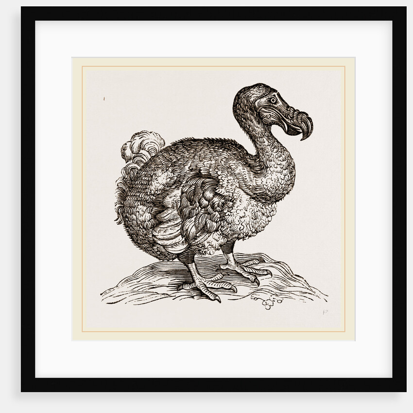 Dodo from Bontius by Anonymous