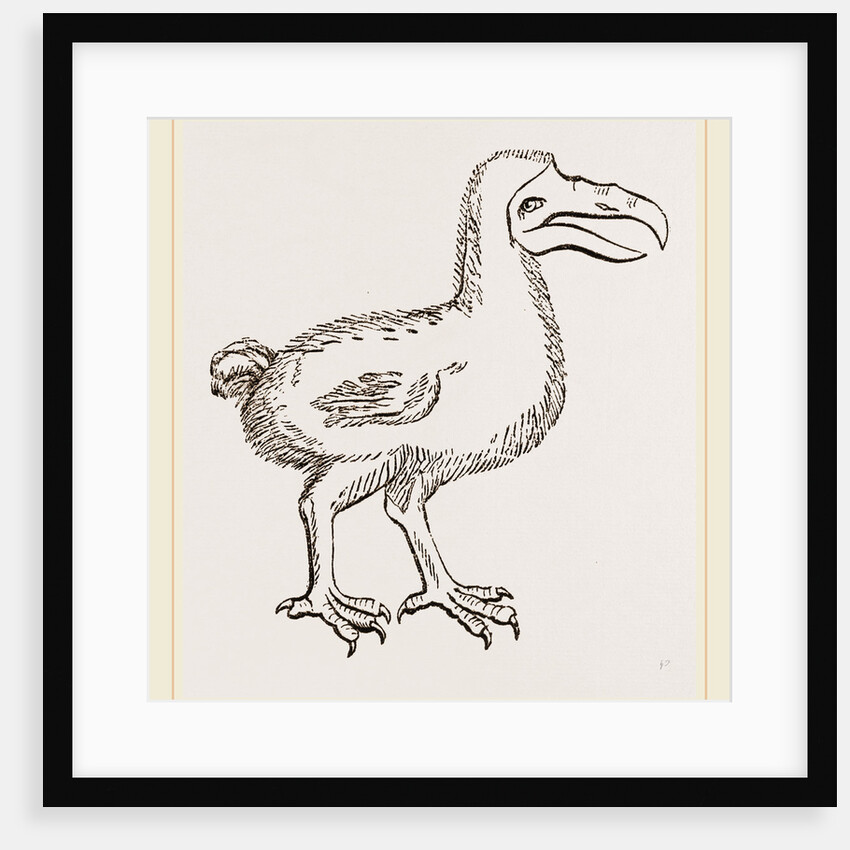 Dodo from Clusius by Anonymous