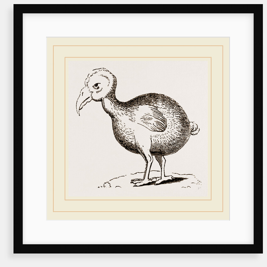 Dodo from Herbert by Anonymous