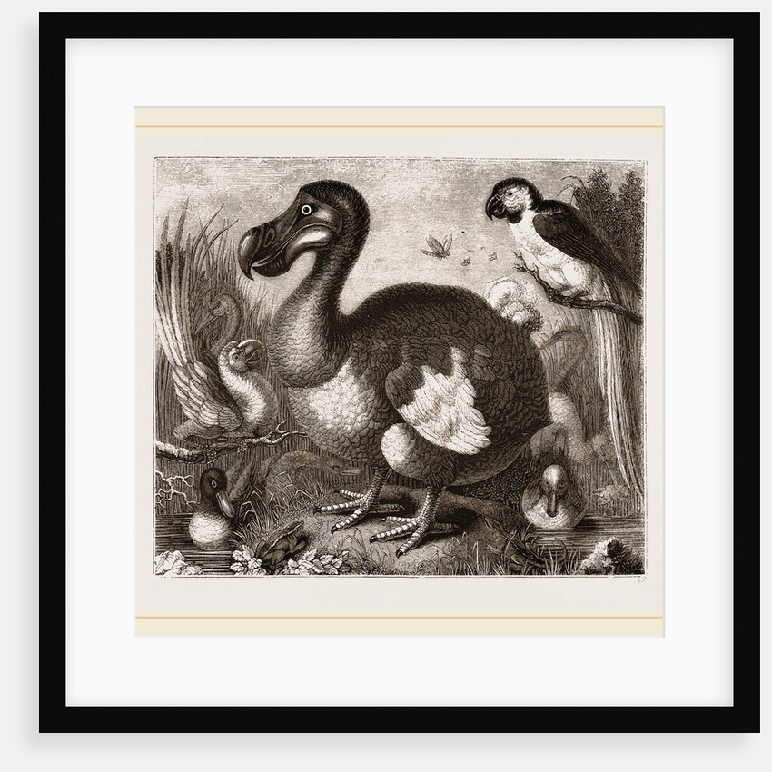 Dodo by Anonymous