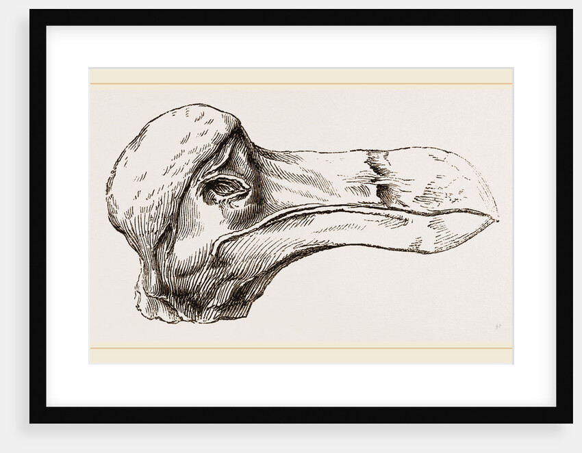 Head of Dodo at Oxford by Anonymous