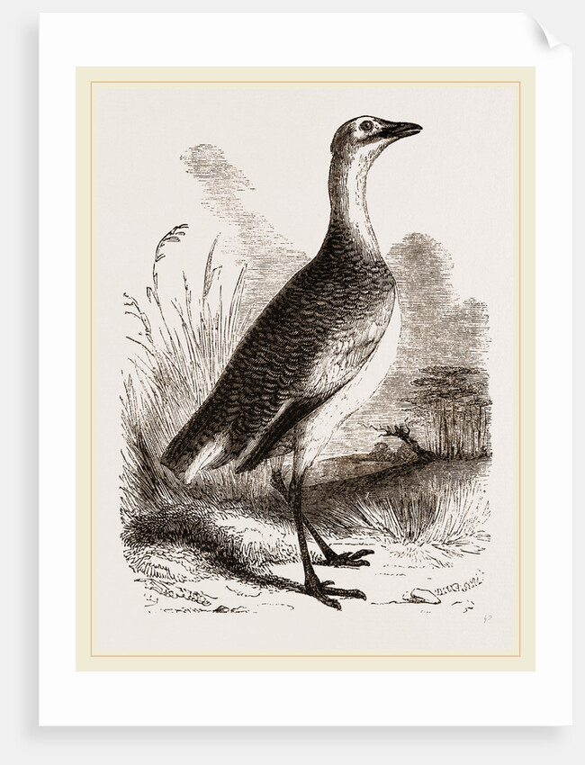 Great Bustard Female by Anonymous