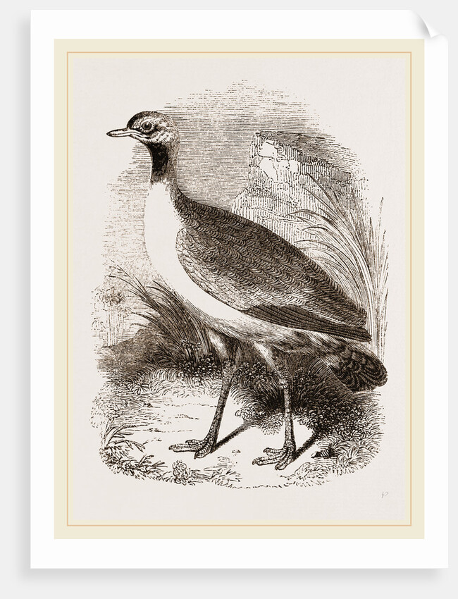 Leaden-tinted Bustard by Anonymous