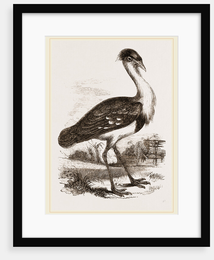 Black-headed Bustard by Anonymous