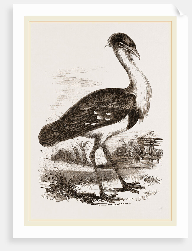 Black-headed Bustard by Anonymous