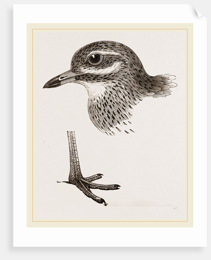 Head and Foot of Thick knee by Anonymous