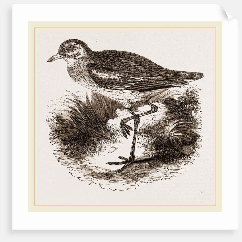 Common Thick-knee by Anonymous