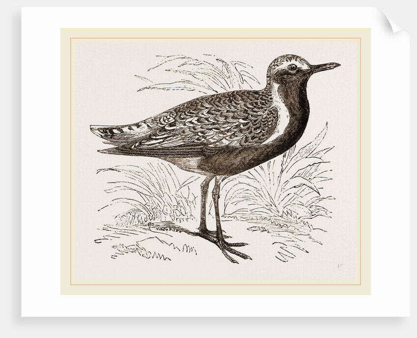 Grey Plover by Anonymous