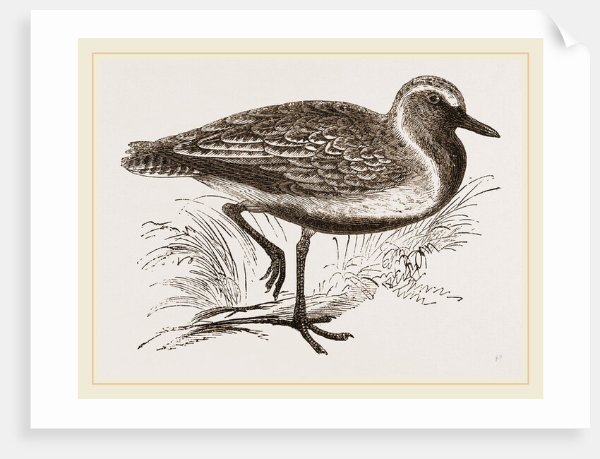 Golden Plover by Anonymous