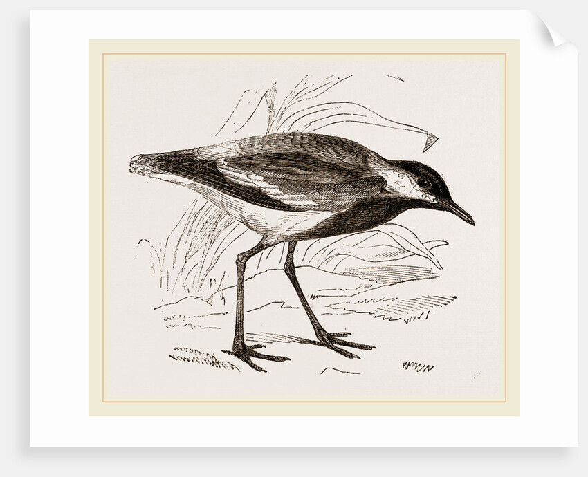 Spur-winged Plover by Anonymous