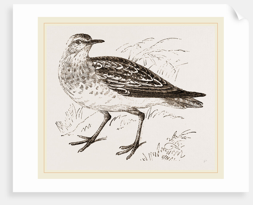 Golden Plover by Anonymous