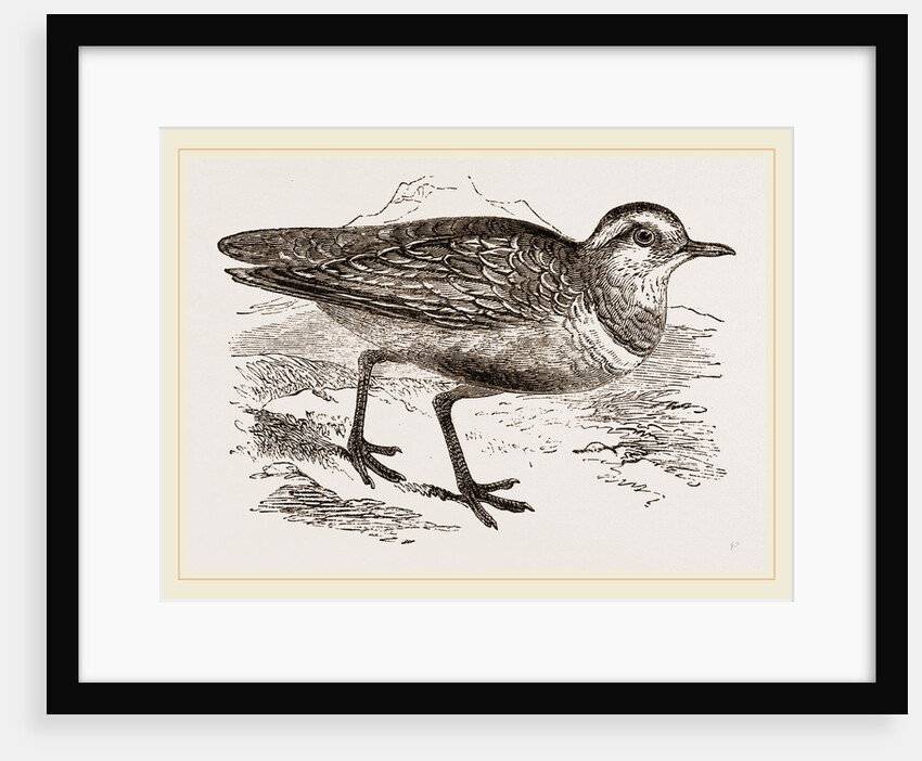 Dotterel by Anonymous