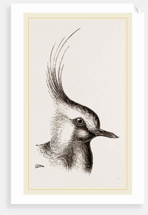 Head of Lapwing by Anonymous