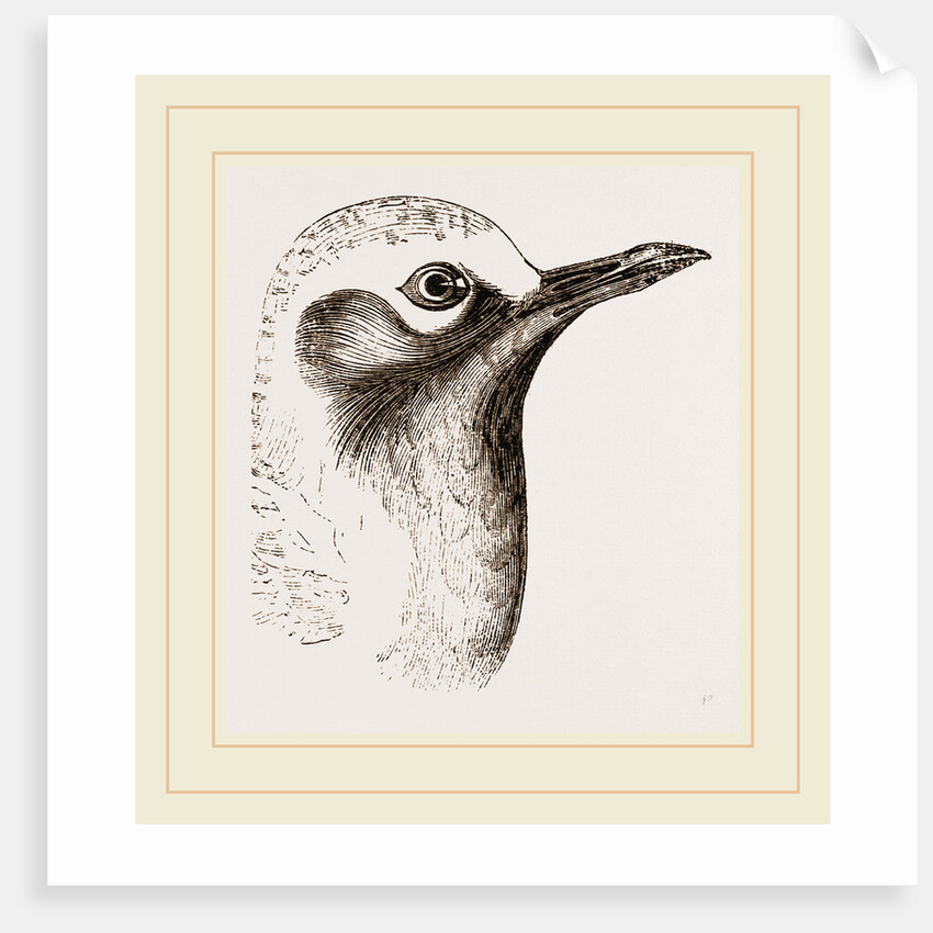 Head of Grey Plover by Anonymous