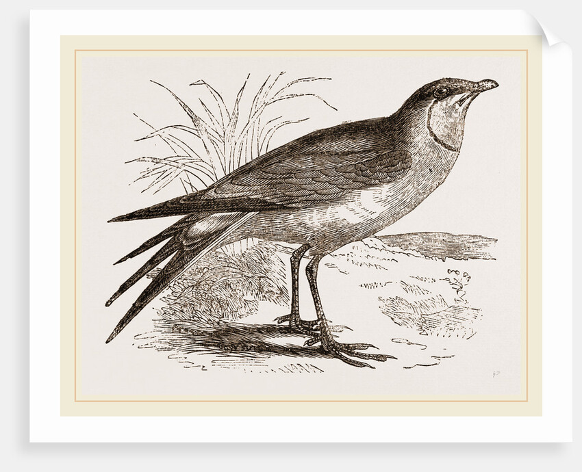 Collared Pratincole by Anonymous
