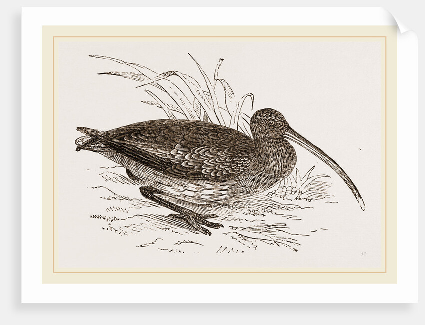 Curlew by Anonymous