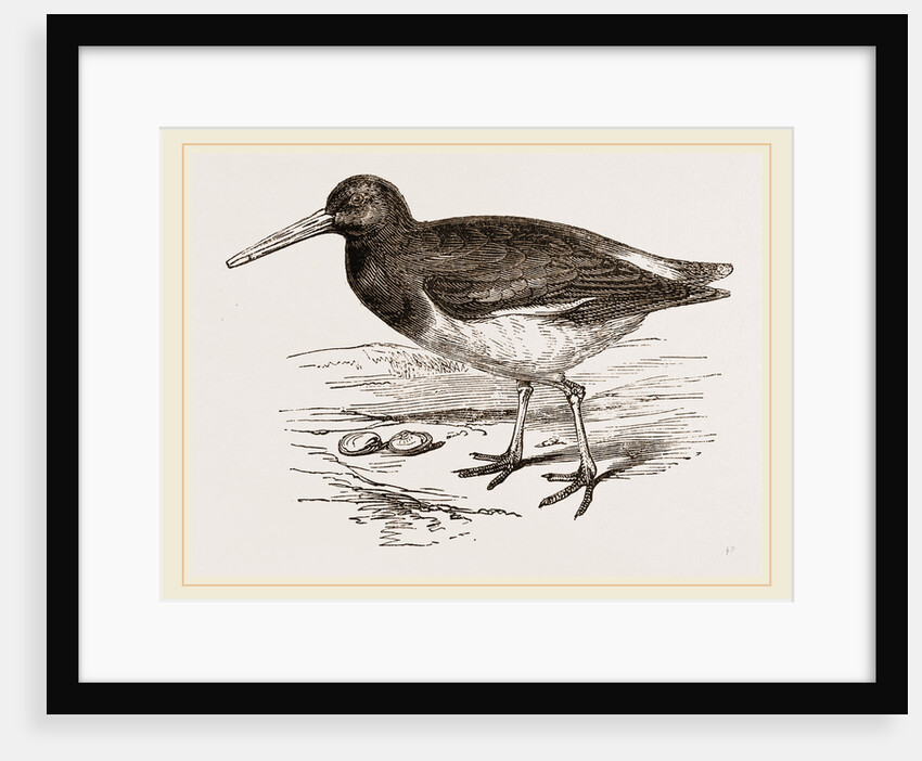 Oyster-catcher by Anonymous