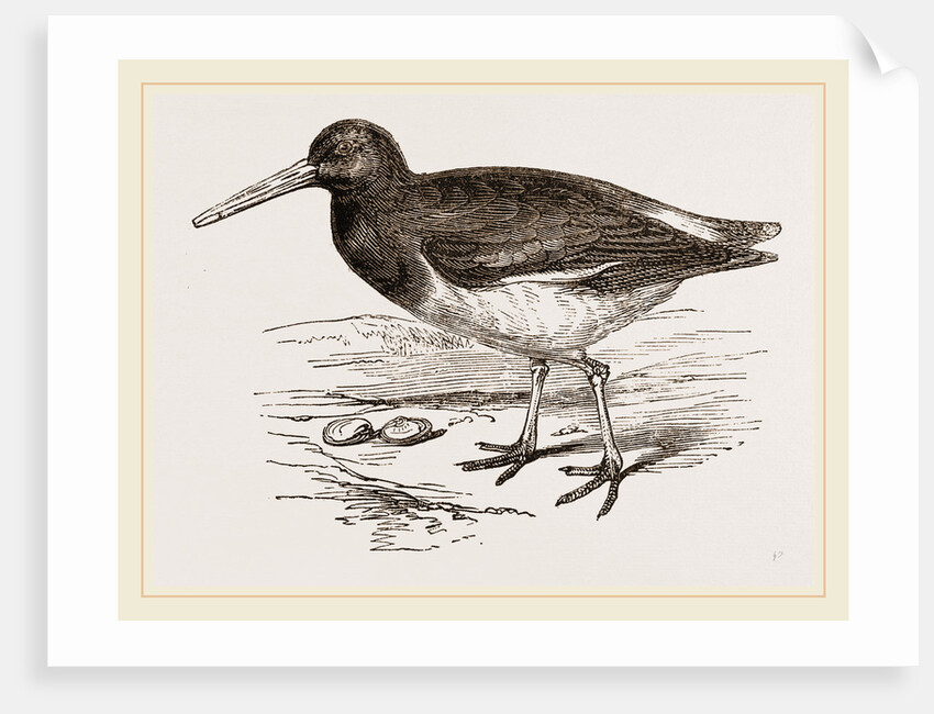 Oyster-catcher by Anonymous