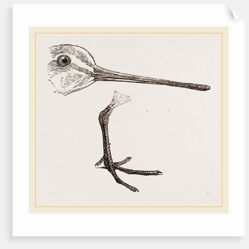 Hed and Leg of Snipe by Anonymous
