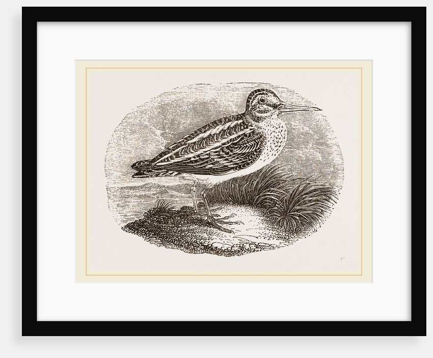 Jack Snipe by Anonymous
