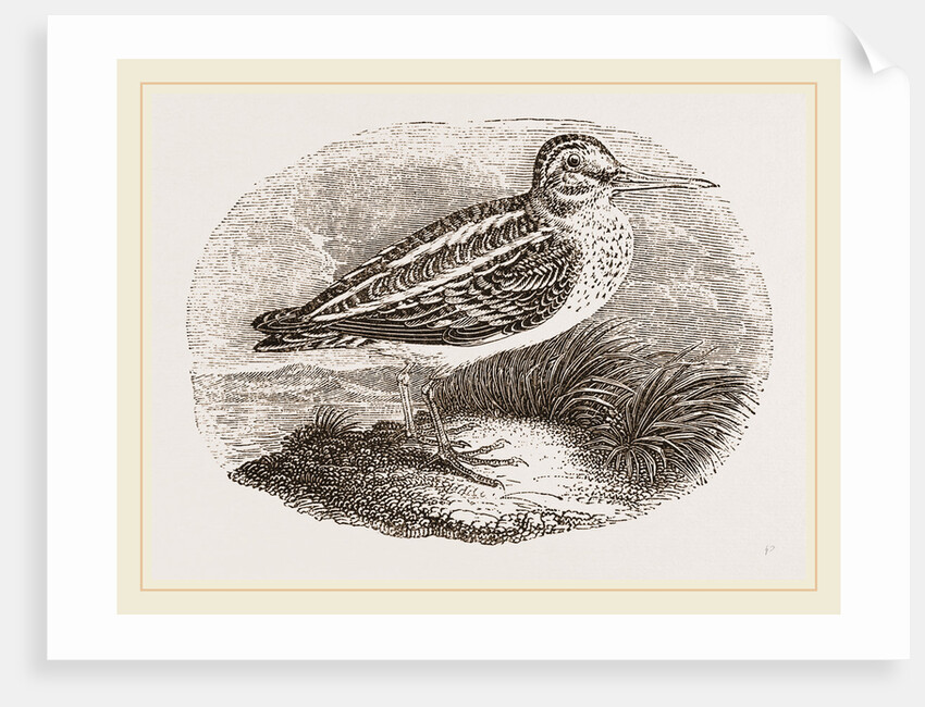 Jack Snipe by Anonymous