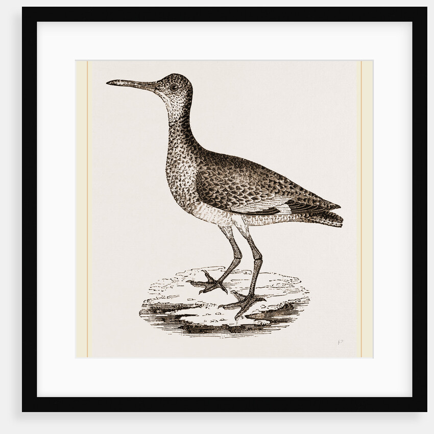 Willet by Anonymous