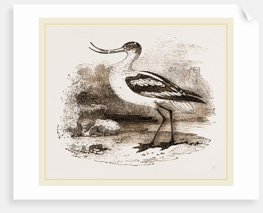Avocet by Anonymous