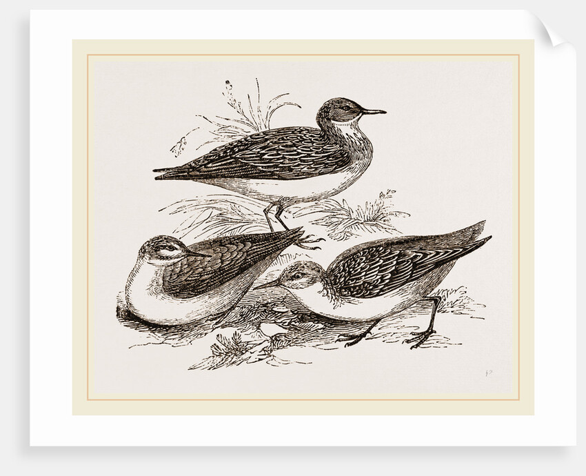 Little Sandpipers by Anonymous