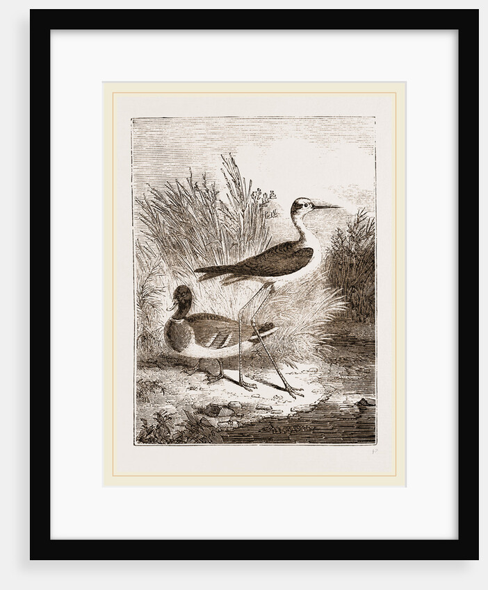 Black-winged Stilt-Plover by Anonymous