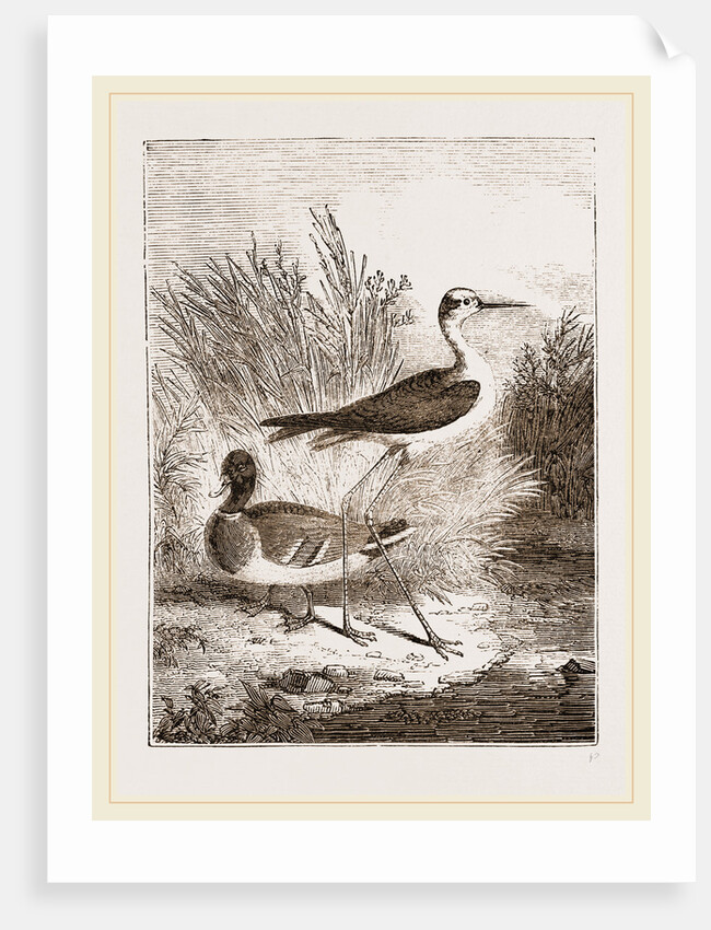 Black-winged Stilt-Plover by Anonymous