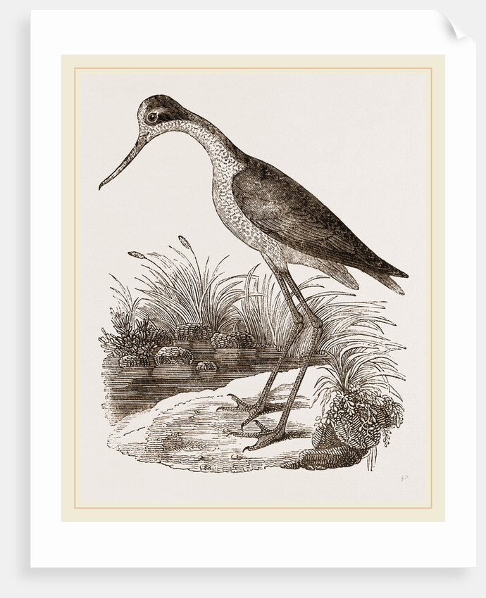 Mexican Stilt-Plover by Anonymous