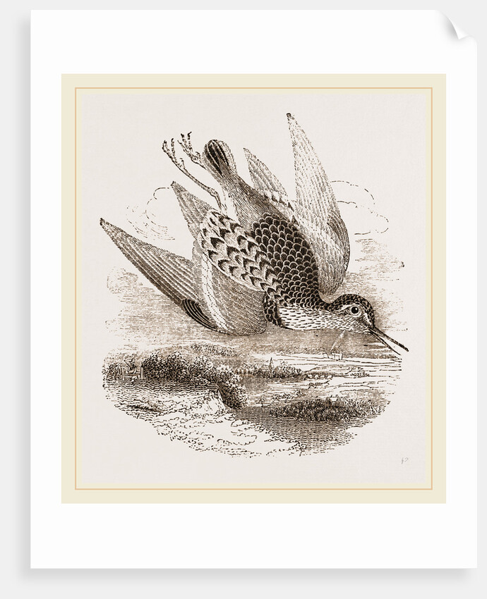 Dunlin by Anonymous