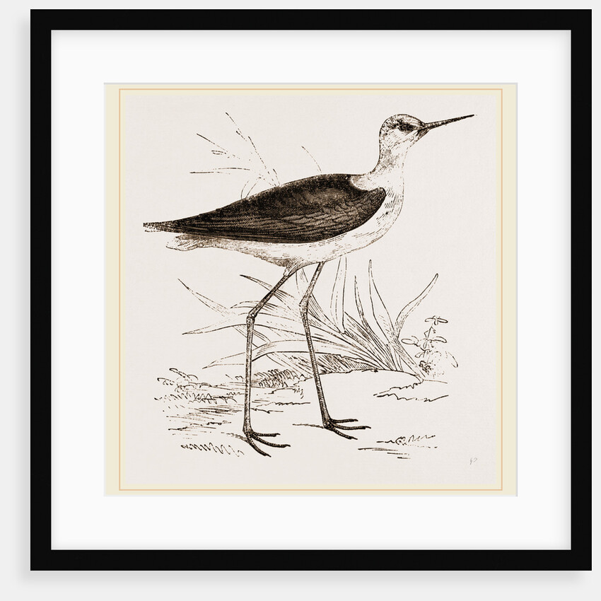 Black-winged Stilt Plover by Anonymous