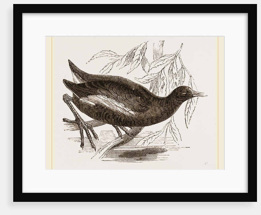 Moorhen by Anonymous