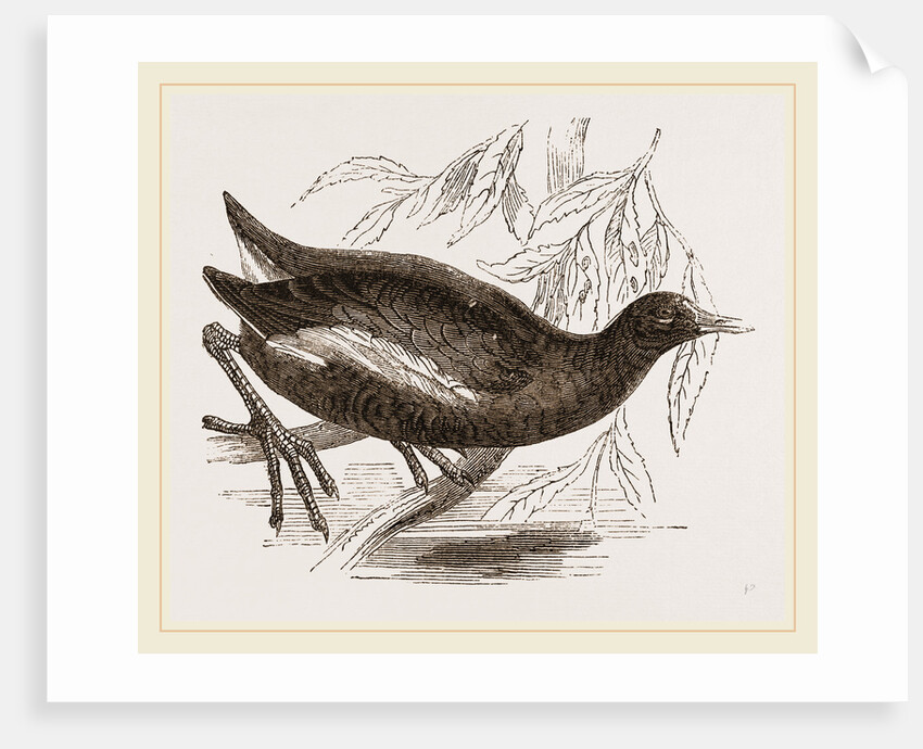 Moorhen by Anonymous