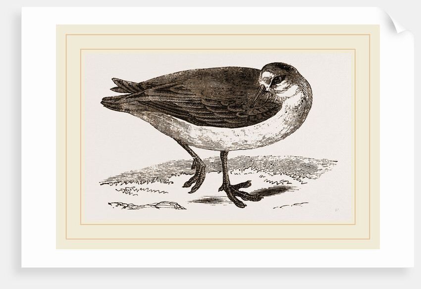 Grey Phalarope Winter Plumage by Anonymous
