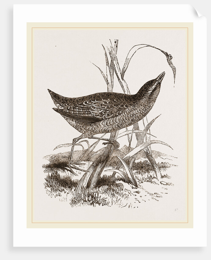 Spotted Crake by Anonymous