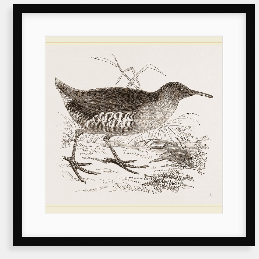 Water-Rail by Anonymous
