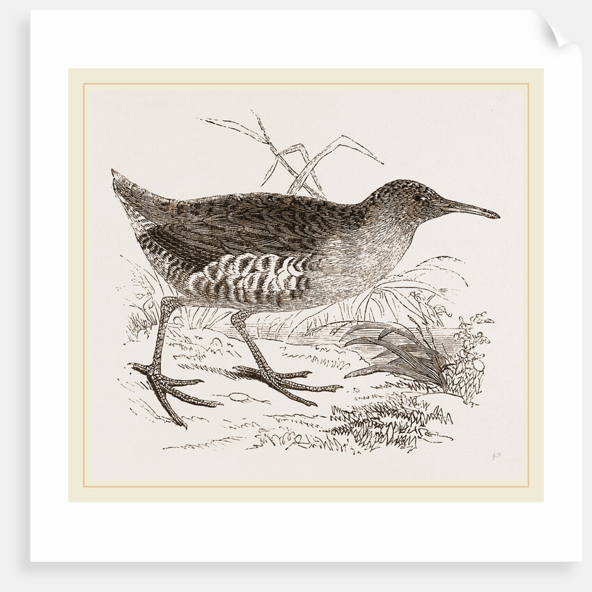 Water-Rail by Anonymous