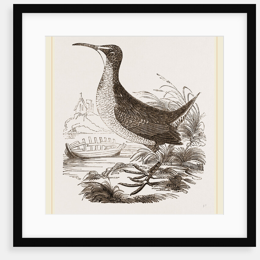 Virginian Rail by Anonymous