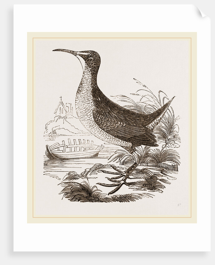 Virginian Rail by Anonymous